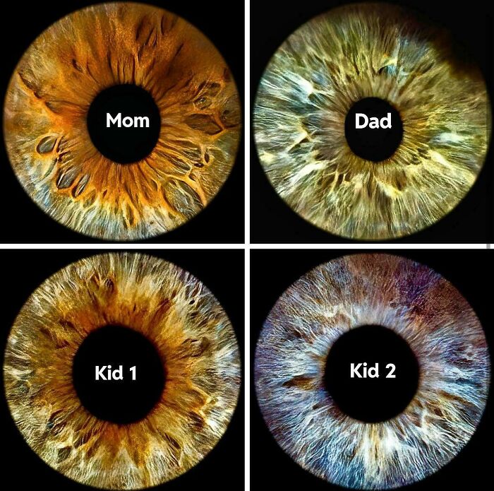 Four irises labeled "Mom," "Dad," "Kid 1," and "Kid 2," showcasing mildly interesting variations in eye patterns.