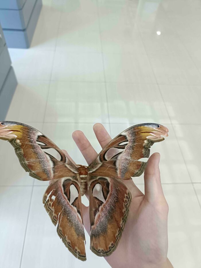 Hand holding a large, intricately patterned moth, showcasing mildly interesting details on its wings.