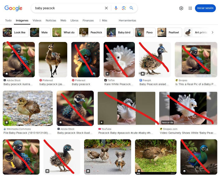 Google image search for "baby peacock" showing search suggestions and photos with red lines, hinting at a boring dystopia.