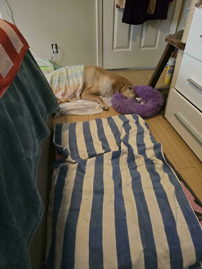 I Dragged My Dog's Bed In My Room For Her And She's On A Towel With Her Face In The Cat Bed Instead