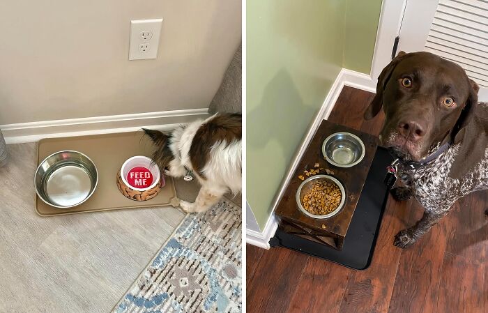 Keep Your Floors Pristine And Your Furry Friend's Dining Area Contained With This Splash-Proof Waterproof Pet Feeding Mat - Because Fluffy's Table Manners Leave Much To Be Desired