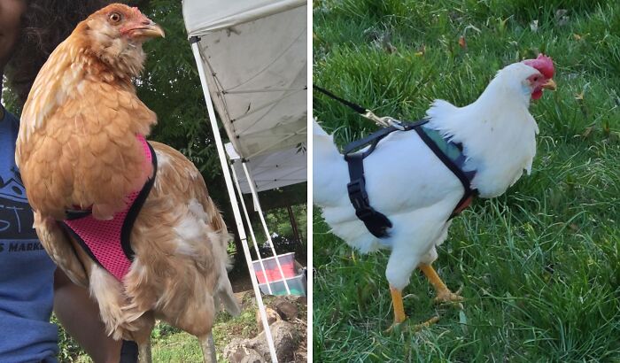 Give Your Hen A Taste Of City Life With This Utterly Unnecessary Chicken Harness 