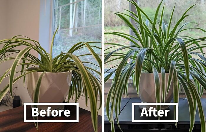 Give Your Plants The TLC They Need Without The Fuss With These Innovative Indoor Plant Food Spikes - A Low-Maintenance, Continuous Feeding Solution That Nourishes Your Green Friends For Weeks, Perfect For Busy Plant Parents