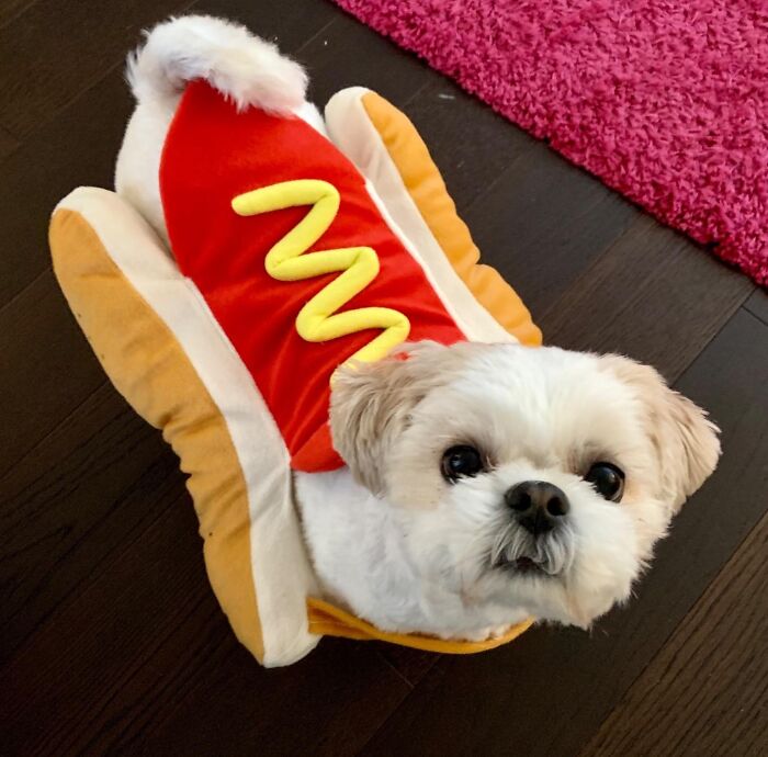 Turn Your Pup Into A Delicious "Ball-Park Frank" With This Hilarious Hot Dog Pet Costume - Just Hold The Mustard And The Bun Puns!