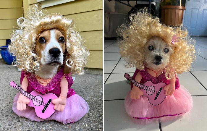 9 To 5? More Like K-9 To 5! Your Pooch Will Steal The Spotlight In This Dolly Parton Doggy Costume , Complete With Blonde Wig And Rhinestones. Joleen Who?