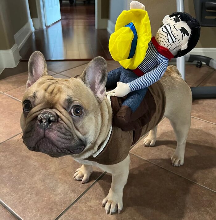 Giddy Up, Partner! Your Pup Will Be Ready To Ride Off Into The Halloween Sunset With This Rootin' Tootin' Cowboy Rider Dog Costume . Yeehaw!