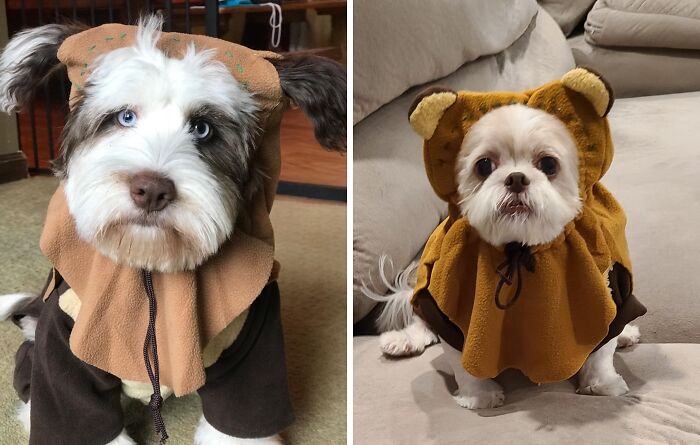 Celebrate Star Wars And Unbearable Fluffiness When You Dress Your Pup As An Ewok! May The Furballs Be With You And This Adorable Costume