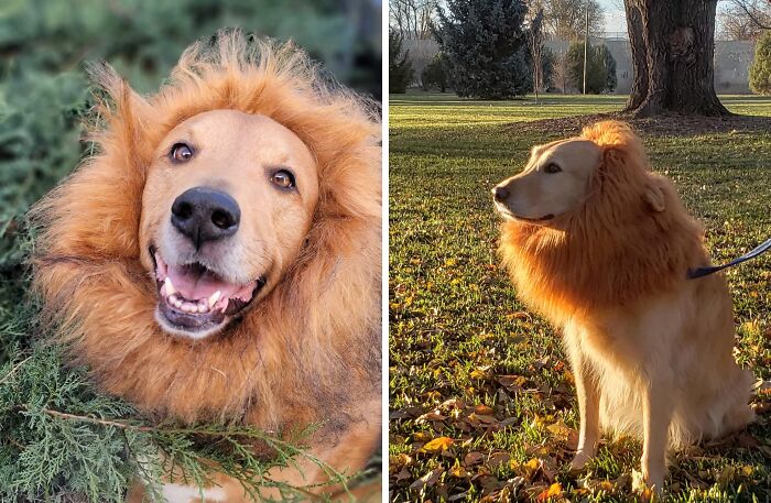 Let Your Pup Unleash Their Inner King Of The Jungle With This Regal Lion's Mane For Dogs. It's The Mane Event That Will Have All The Neighborhood Pups Roaring With Envy!