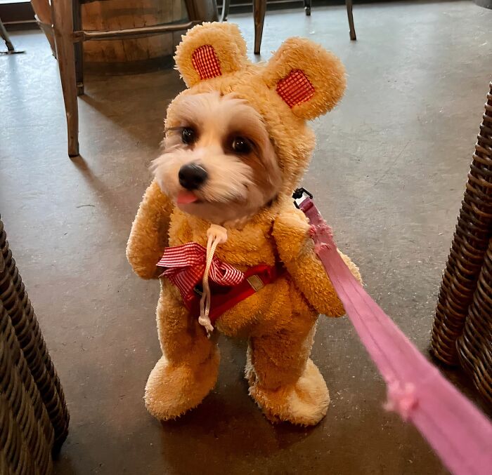 Your Cuddly Companion Will Be Un-Bear-Ably Cute In This Walking Teddy Bear Pet Costume . It's Like Bringing Your Favorite Childhood Toy To Life, But With More Tail Wags!