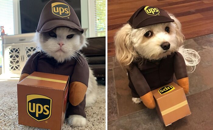 Transform Your Furry Friend Into The World's Cutest Delivery Driver With This Adorable UPS Costume - "What Can Brown Do For You?" Has Never Been So Fluffy!