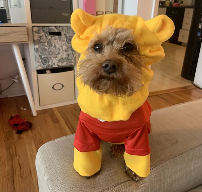 Recreate The Hundred Acre Wood In Your Living Room By Dressing Your Fur Baby As The Sweet Winnie The Pooh . Just Don't Let Them Near Any Honey Pots!