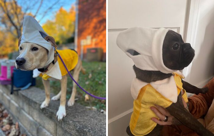 Go Bananas For This Fruity Banana Dog Costume ! It's The Perfect Way To Make Your Pup The Pick Of The Litter And Split Some Sides