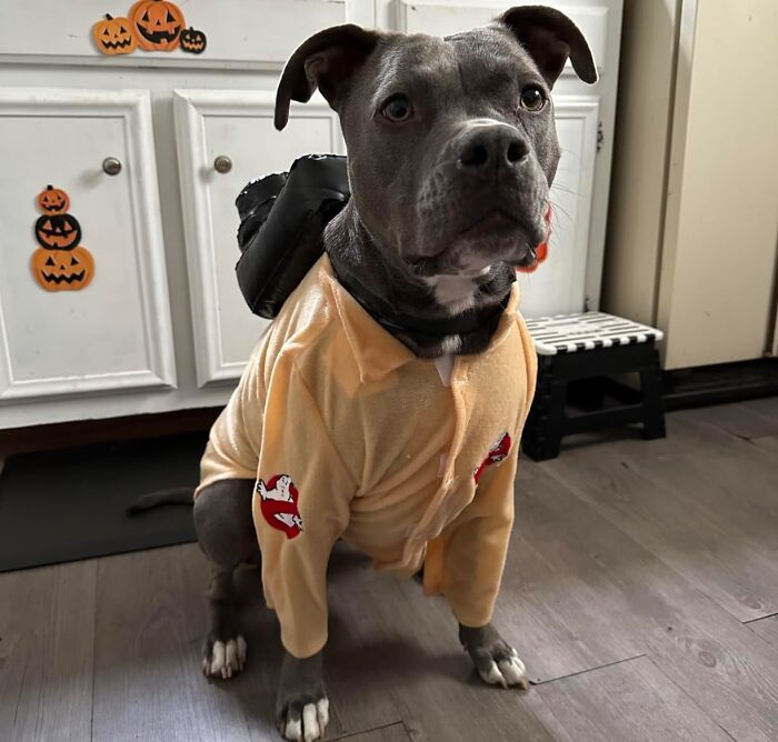 Who Ya Gonna Call? Your Four-Legged Friend In This Spooktacular Ghostbusters Uniform ! Paranormal Activity Has Never Looked So Doggone Cute