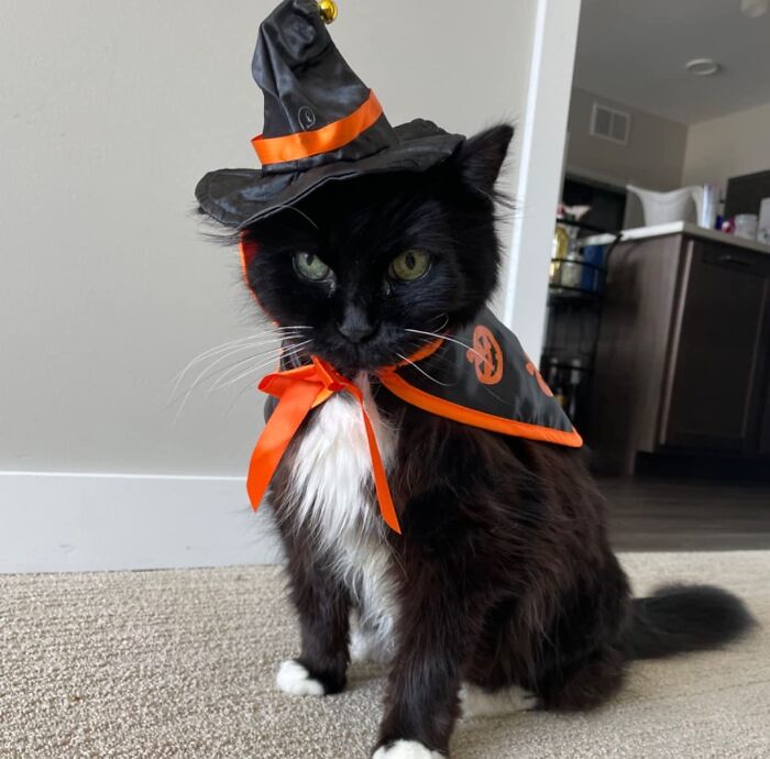 Cast A Spell Of Cuteness With Your Kitty Donning This Mystical Witches Cloak And Hat 