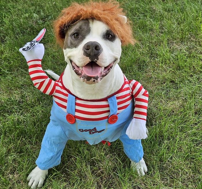 Playtime Just Got Way More Terrifying With Your Furry Friend Rocking This Creepy Chucky Costume. It's Killer Cute...literally!