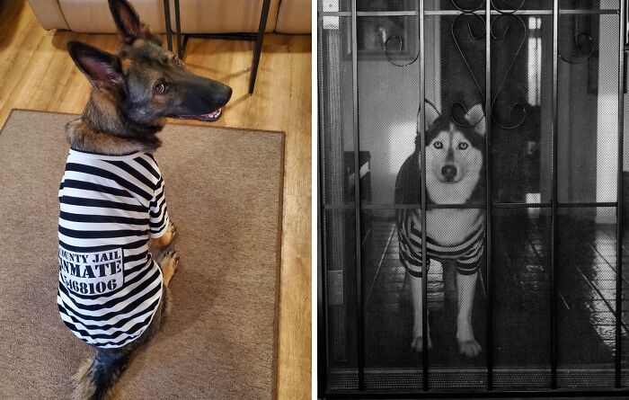 Who Let The Dogs Out...of The Big House? This Sly Prisoner Dog Costume Will Have Your Pup Howling For An Accomplice To Join Them In Their Jailbreak Antics