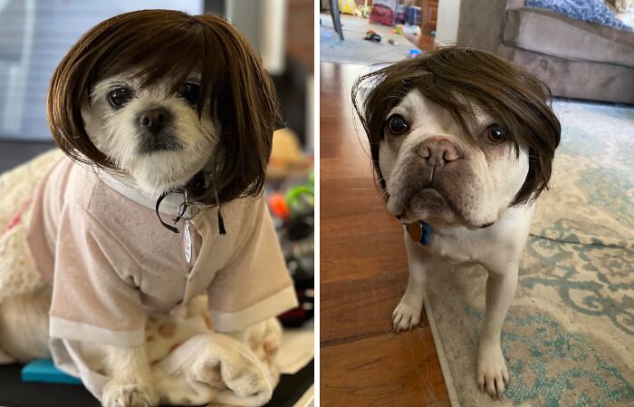 Give Your Furry Friend A Fabulous Makeover With A Playful Pet Wig - Because Sometimes, Every Dog Needs A Good Hair Day!