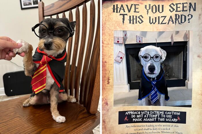 Accio Adorableness! Your Pet Will Work Their Magic In This Enchanting Hogwarts Uniform That's Sure To Have Muggles Spellbound By The Cuteness