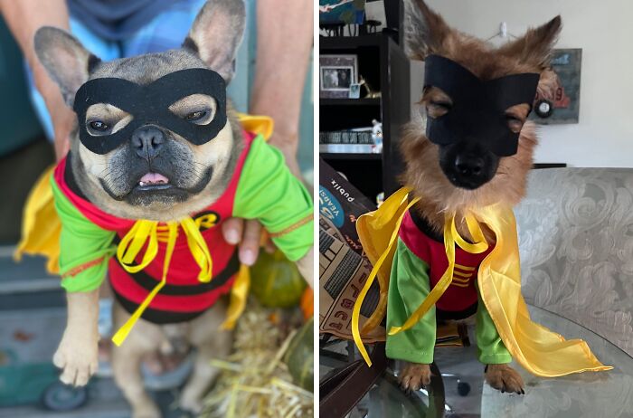 Your Furry Friend Will Be Ready To Fight Crime In Gotham City With This Caped Robin Costume - No Utility Belt Required