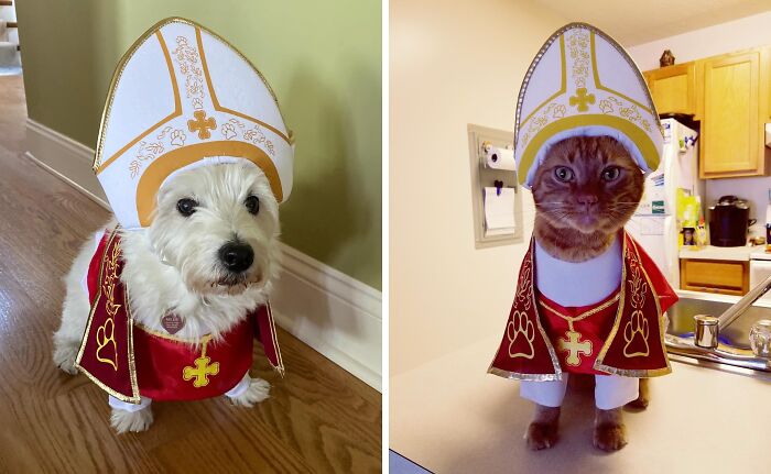 Bless Your Furry Friend With Divine Cuteness In This Holy Hound Pope Outfit 