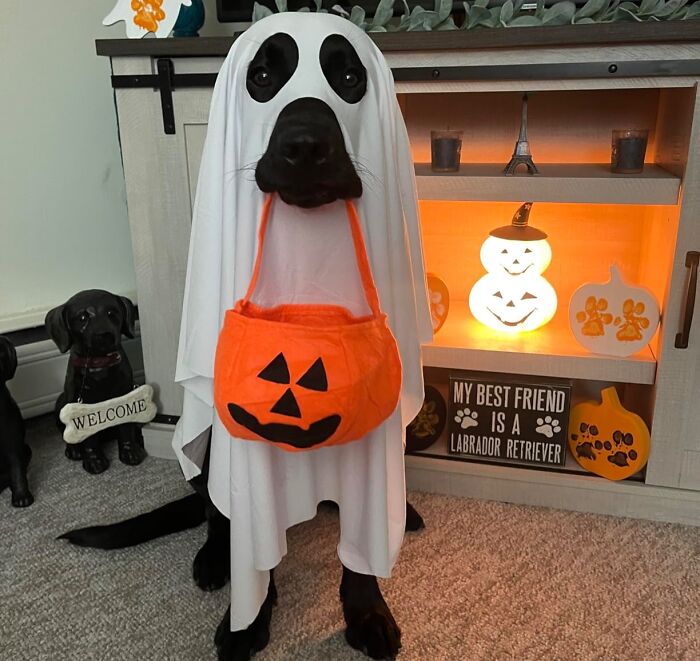 Boo! Your Pup Will Haunt Hearts, Not Houses, In This Eerily Adorable Ghost Dog Costume . It's The Perfect Blend Of Spooky And Sweet For Halloween Hijinks