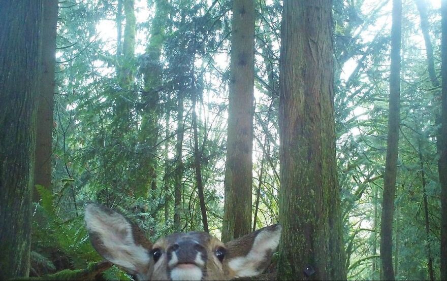 Funny and cute image of a curious deer peeking in a lush forest setting.