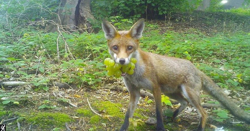 A funny-cute image of a fox in a forest carrying a bunch of grapes in its mouth.