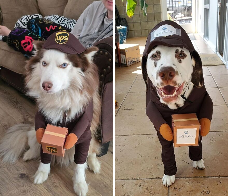 Deliver A Paws-Itively Adorable Halloween Look With The UPS Dog Costume, A Fur-Tastic Way To Dress Up Your Pup As A Package-Perfect Delivery Driver!