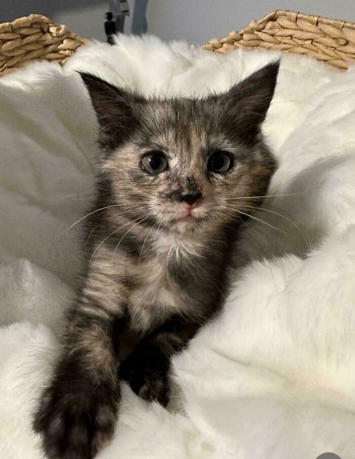 Tortie Adopted At Austin Animal Center