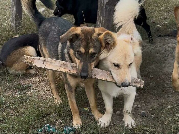 I Just Adopted These Two Sweet Dogs From The Shelter Today. We Decided To Name The One On The Left Henry. Any Suggestions For What To Call The Other One?