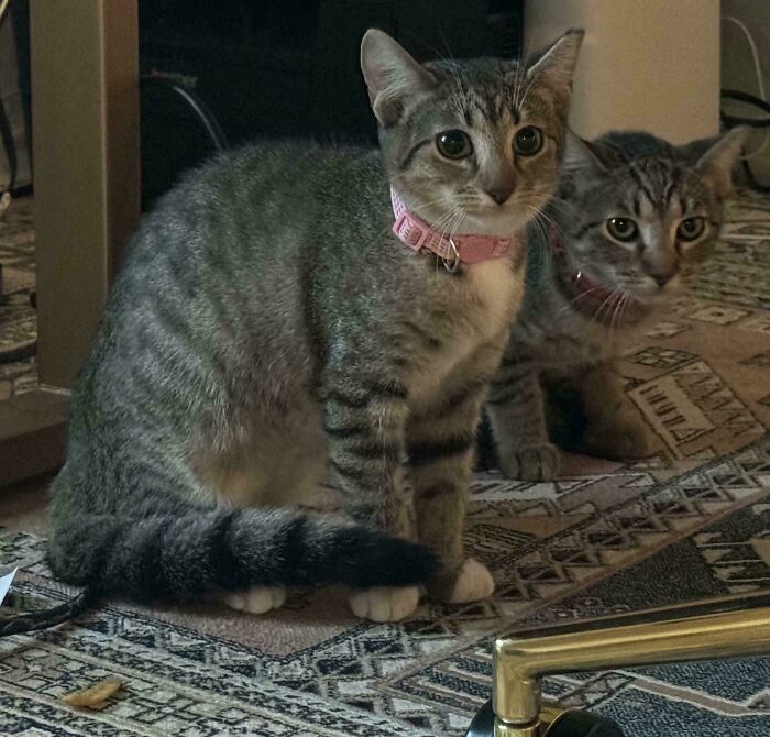 First Time Adopting A Cat, And I Adopted Sisters!