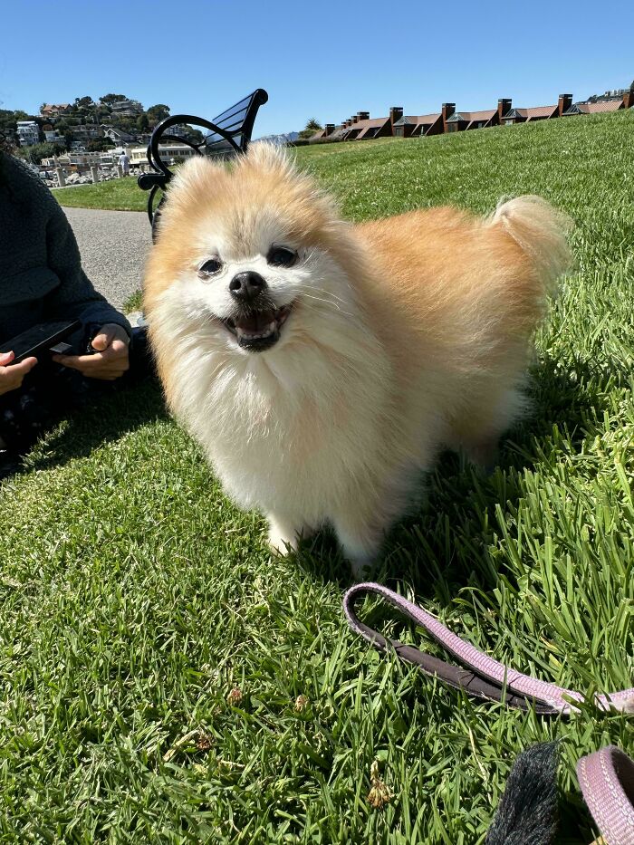 Adopted 13 Year Old Pom