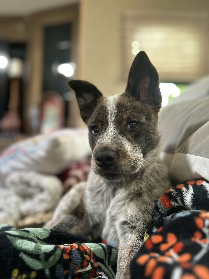 First Time Acd Owner