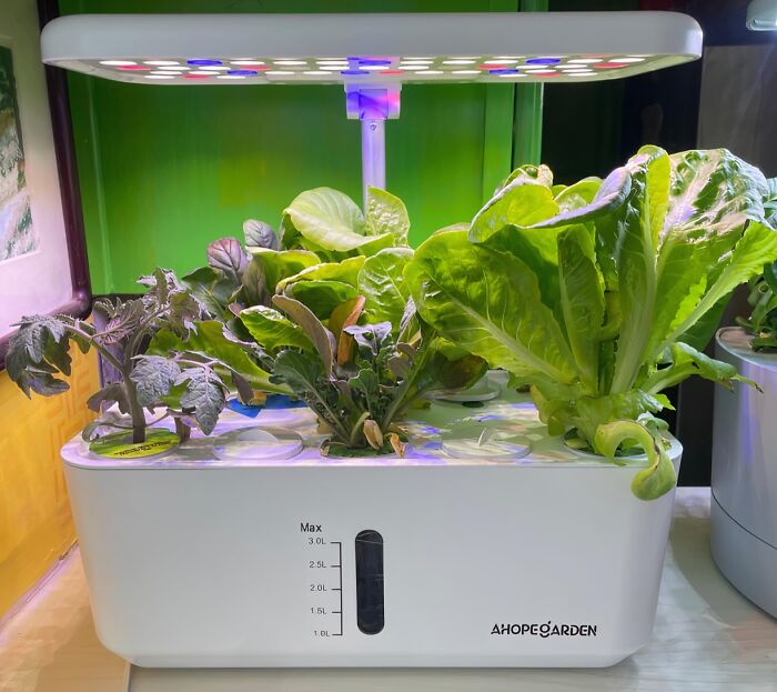 Grow Your Own Countertop Herbs And Greens