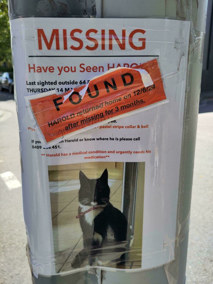 "Missing cat poster with 'Found' notice, showing a black and white cat, reflecting a mildly interesting outcome."