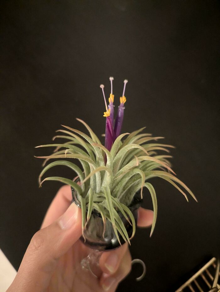 Hand holding a small plant with purple flowers, showcasing something mildly interesting.