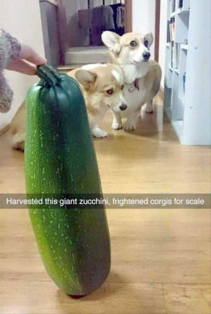 Giant zucchini on floor, two curious corgis looking at it in a room.