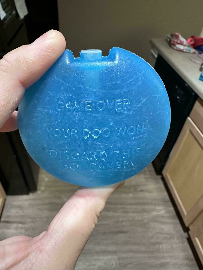 A hand holding a blue dog toy with "Game Over, Your Dog Won" text, showcasing something mildly interesting.