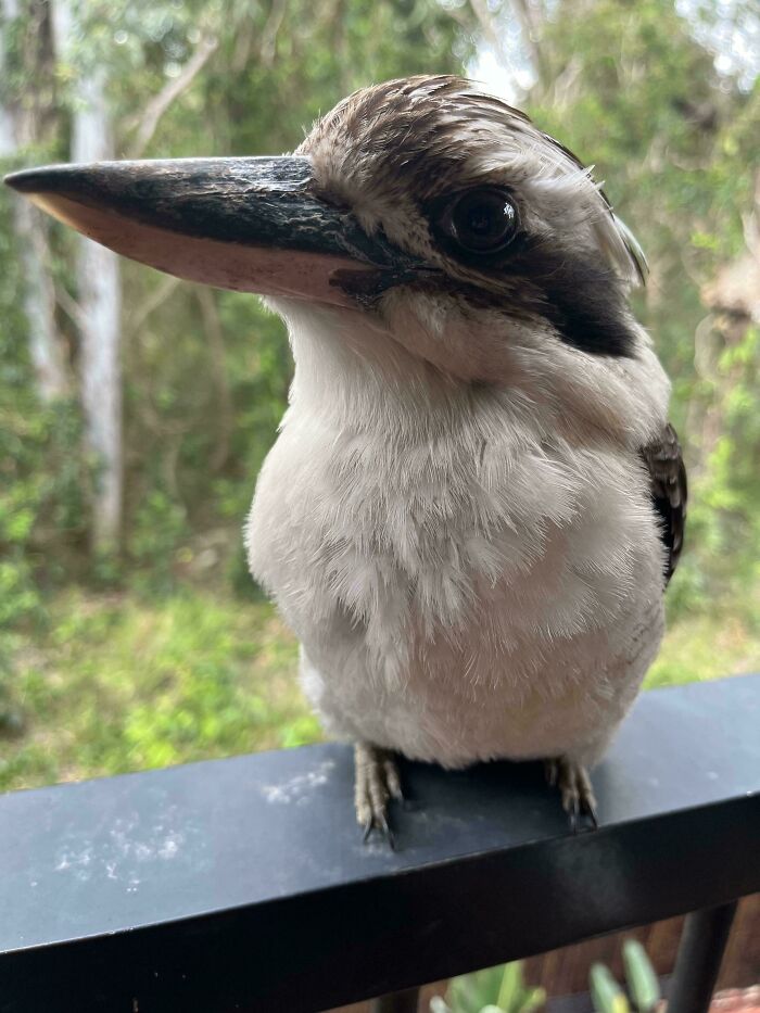 What’s Wrong With This Magpie?