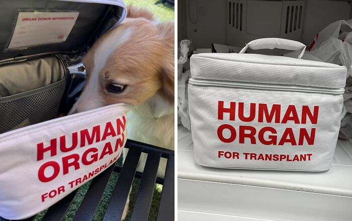 A Mealtime Companion That's Equal Parts Morbid And Mundane, The Human Organ Transplant Lunch Box Packages Your Daily Sustenance In The Most Eerie Way