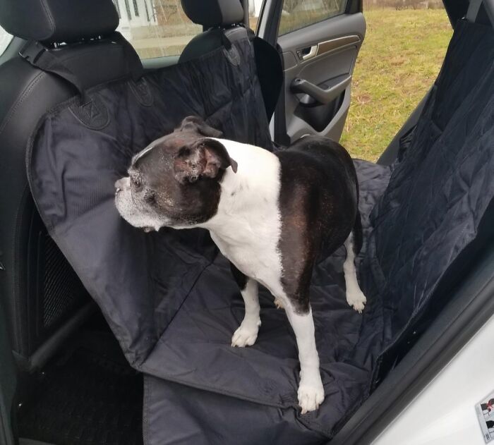 Road Trips With Your Furry Friend Just Got A Whole Lot More Enjoyable. This Car Seat Cover Provides A Comfy Spot For Your Dog To Relax And Enjoy The Ride