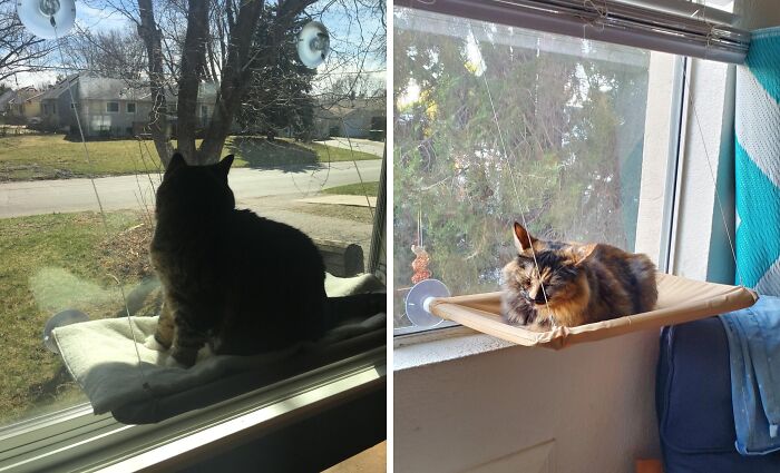 Feline Sun Worshippers, Rejoice! This Window-Mounted Cat Bed Is Purr-Fectly Positioned