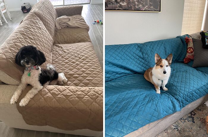 Your Couch Is About To Become A Fortress Of Style (And Stain Resistance)! This Couch Cover Is The Pet-Proof Solution For A Sofa That Looks Good And Stays Protected From Furry Friends