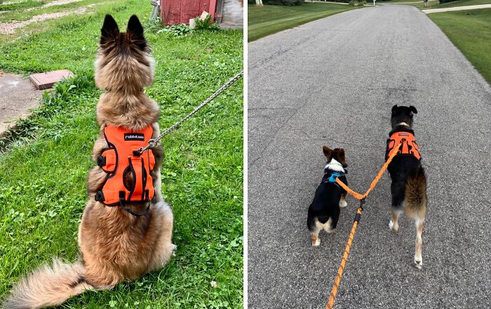 Houdini Dogs, Meet Your Match! This Escape Proof Dog Harness Keeps Furry Fugitives On A Short Leash