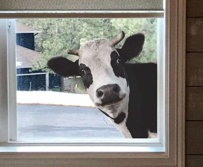 Moo-Ve Over, Boring Windows! This Adorable Cow Sticker Will Have You Giggling Every Time You See It "Peeping" Into Your Room