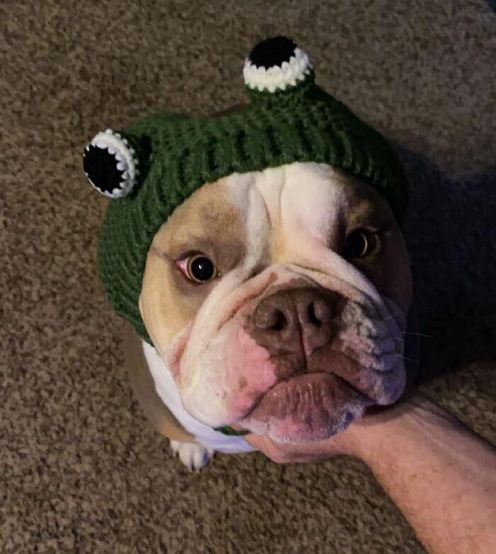  Never Have We Ever Wanted To Squish A Face More Than This Pup In A Knitted Frog Beanie 