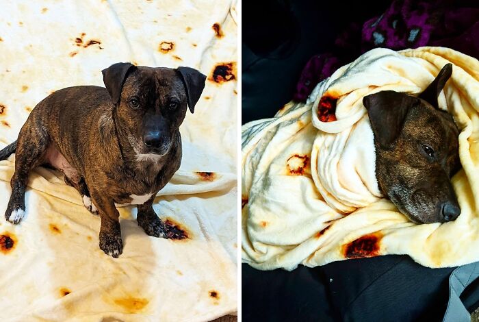  Wrap Up Your Doggo Into A Pupritto With This Cozy Tortilla Blanket 