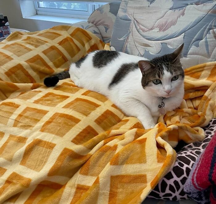 What Is Better Than A Steamy Waffle For Breakfast? A Cosy Waffle Blanket With A Cute Kitty!