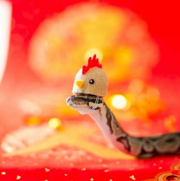 I Am Not A Snake, I Am A Chicken. See My Hat? 