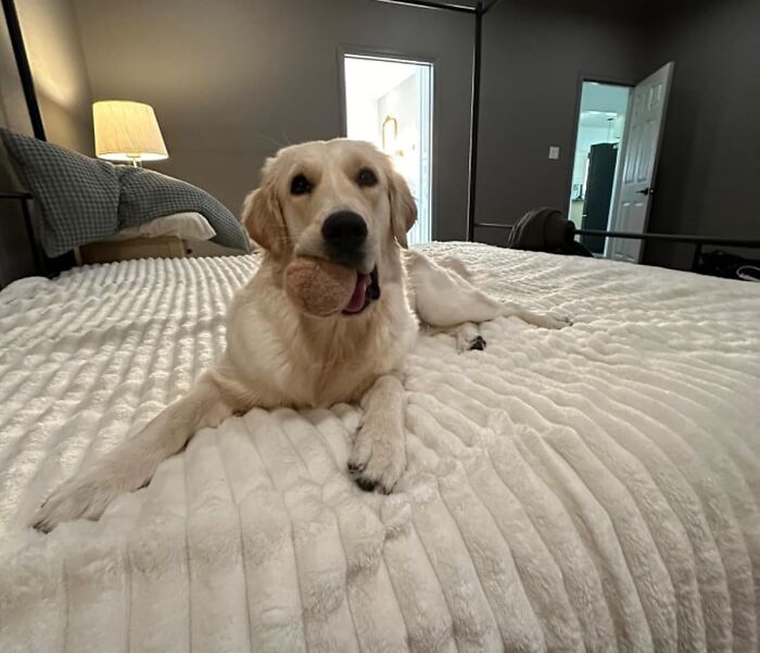  We Cant Decide What Is Fluffier, This Lab Or The Fluffy Throw Blanket 